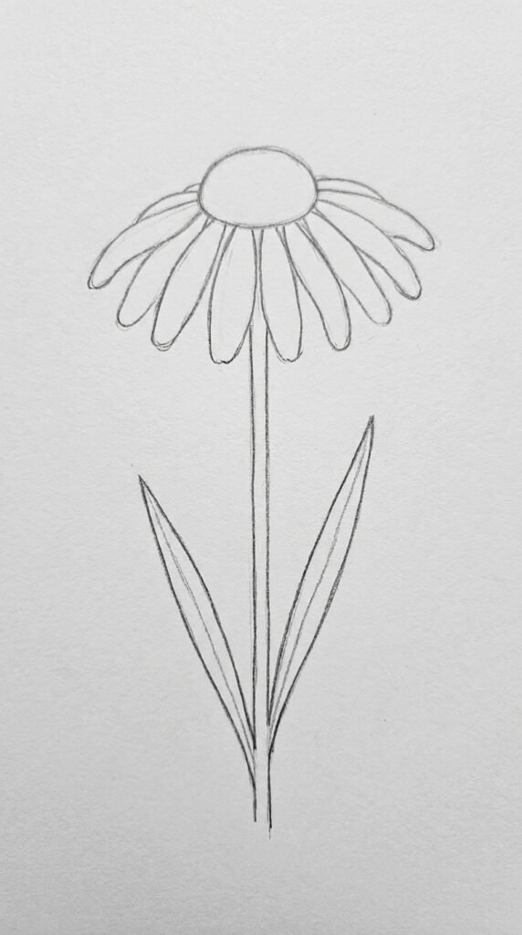 Pencil drawing of a daisy with long drooping petals curving downward, elegant simple style on white paper