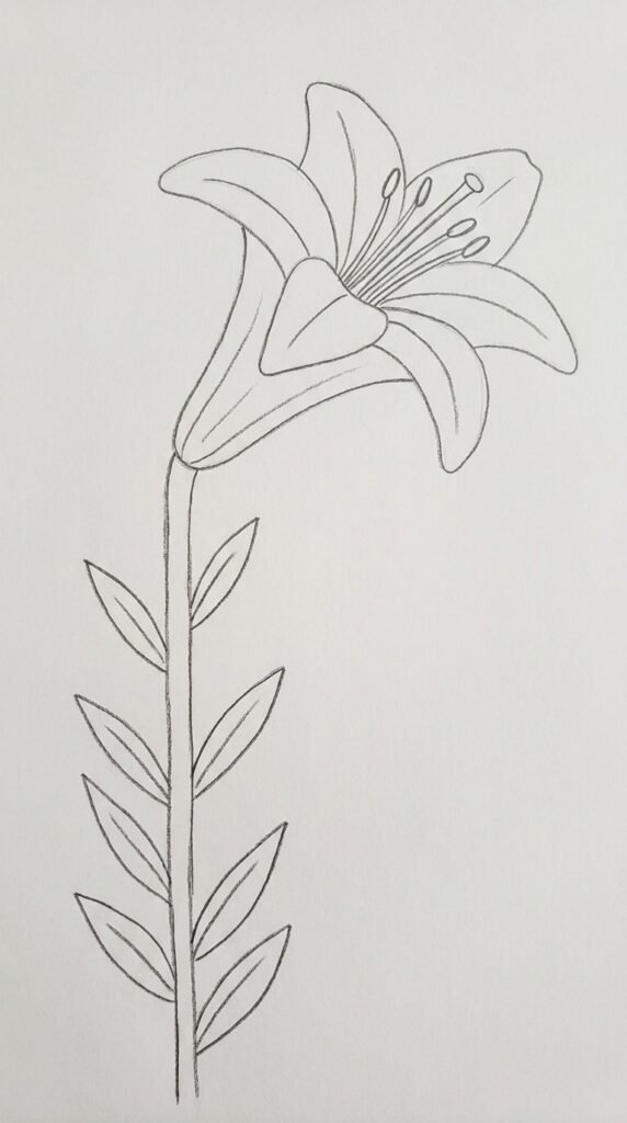 Easter lily trumpet-shaped drawing with flared petals and stamens on a tall straight stem.