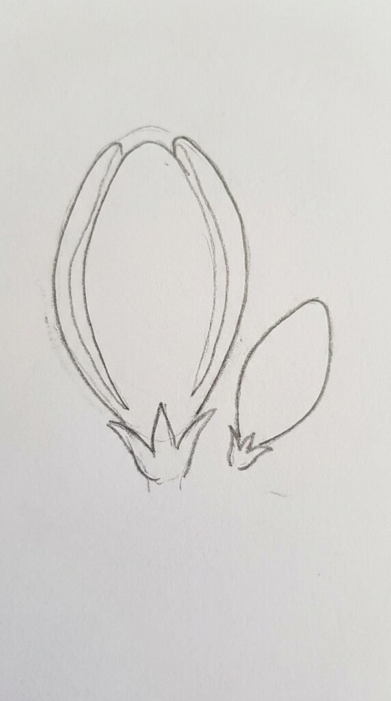 Close-up pencil sketch of a freesia bud with pointed petal tips, sepals, and a short stem with two leaves.