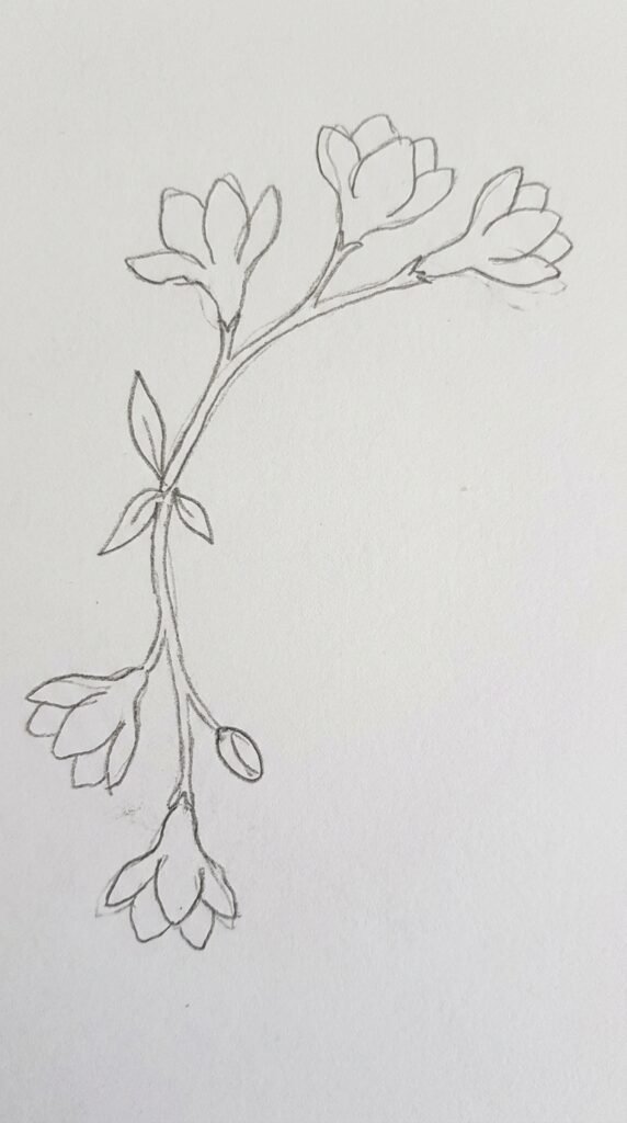 Pencil sketch of a freesia flower corner border design with two stems, blossoms, buds, and leaves.