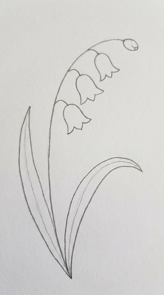 Pencil drawing of a freesia plant with long grass-like leaves, one open flower, and two small buds.