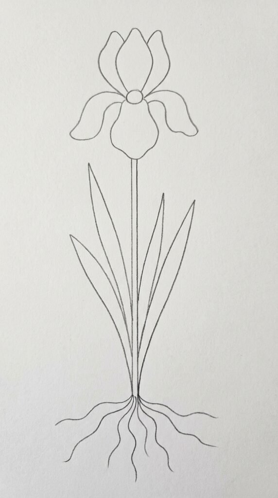 Full iris plant with roots drawing for beginners showing bloom, long leaves, straight stem, and wavy root lines on white paper.