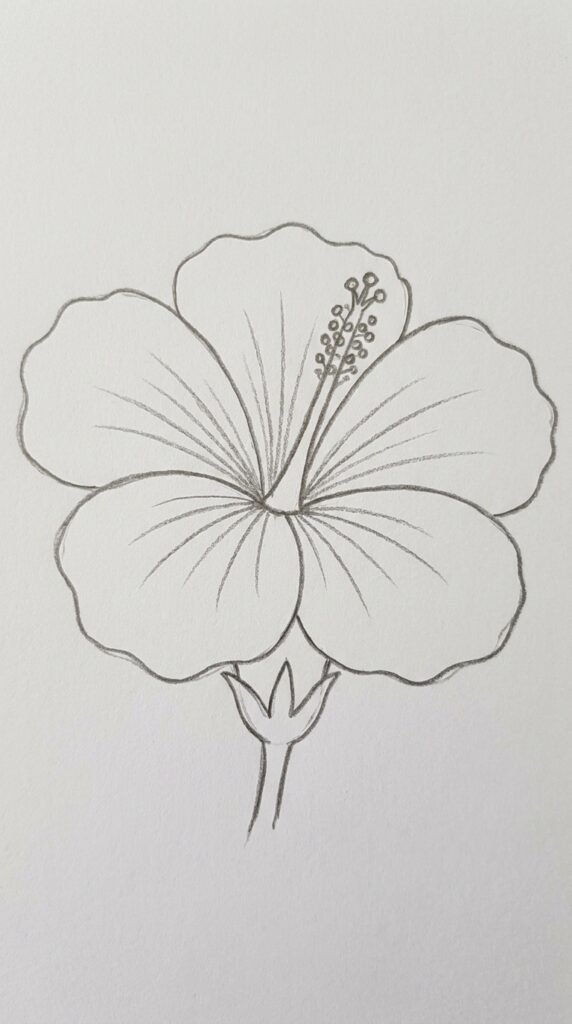 Repeating hibiscus flower pattern pencil sketch with evenly spaced blooms and small leaves filling the page.
