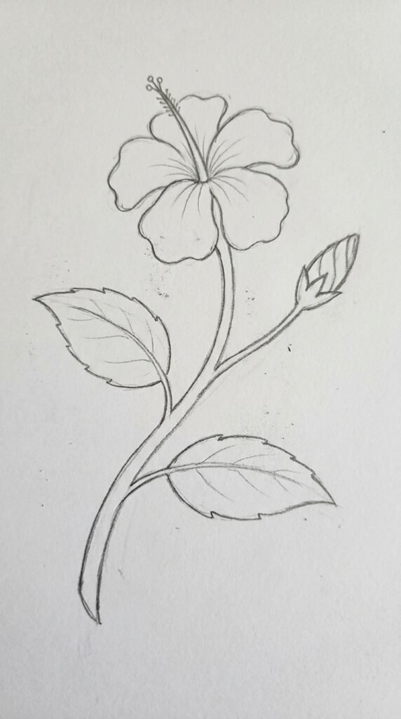 Hibiscus wreath pencil sketch with four flowers, leaves, and buds arranged in a circular composition.