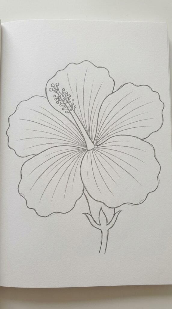 Large close-up hibiscus pencil drawing filling the page with detailed petal veins and a prominent stamen tube.
