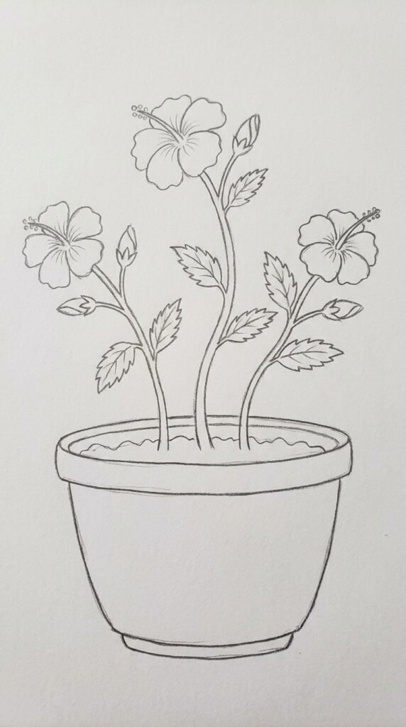 Hibiscus in a flower pot pencil drawing with multiple stems, blooms, leaves, and a simple decorative pot.