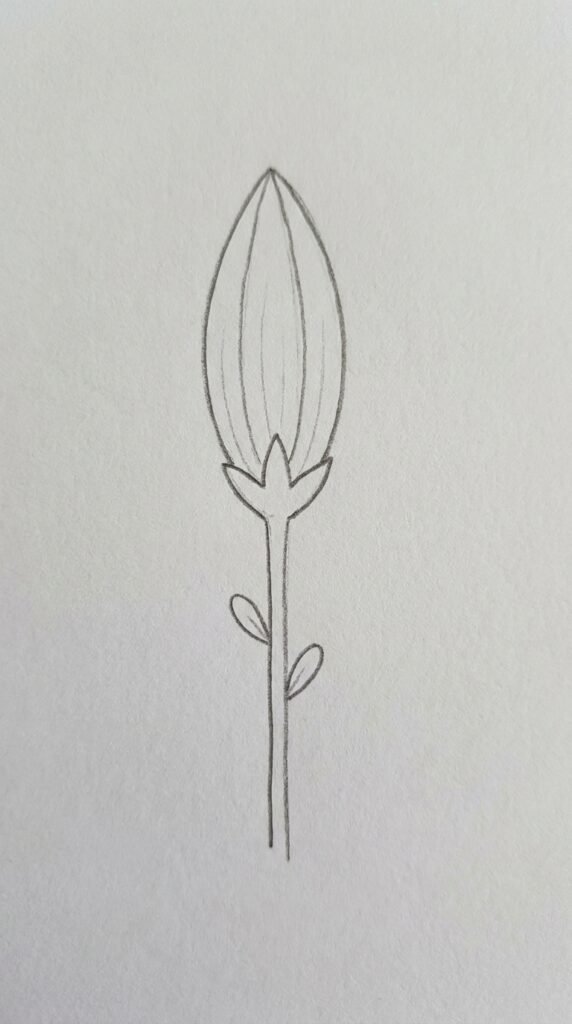: A simple pencil drawing of a closed jasmine flower bud with a pointed oval shape, faint petal lines, a small sepal, and a thin stem.
