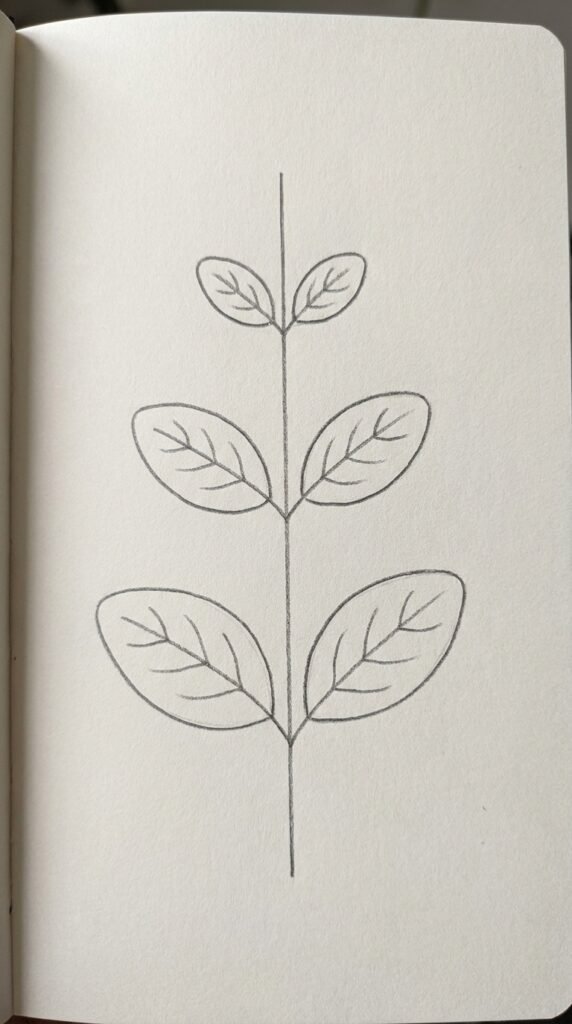 A pencil sketch showing three pairs of opposite oval jasmine leaves on a vertical stem, each leaf with a central midrib and lateral vein lines.