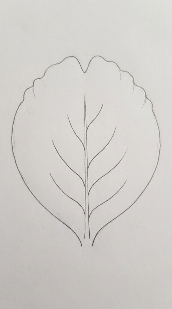  Large close-up begonia petal pencil drawing with central vein, side veins, and a ruffled edge for beginners.