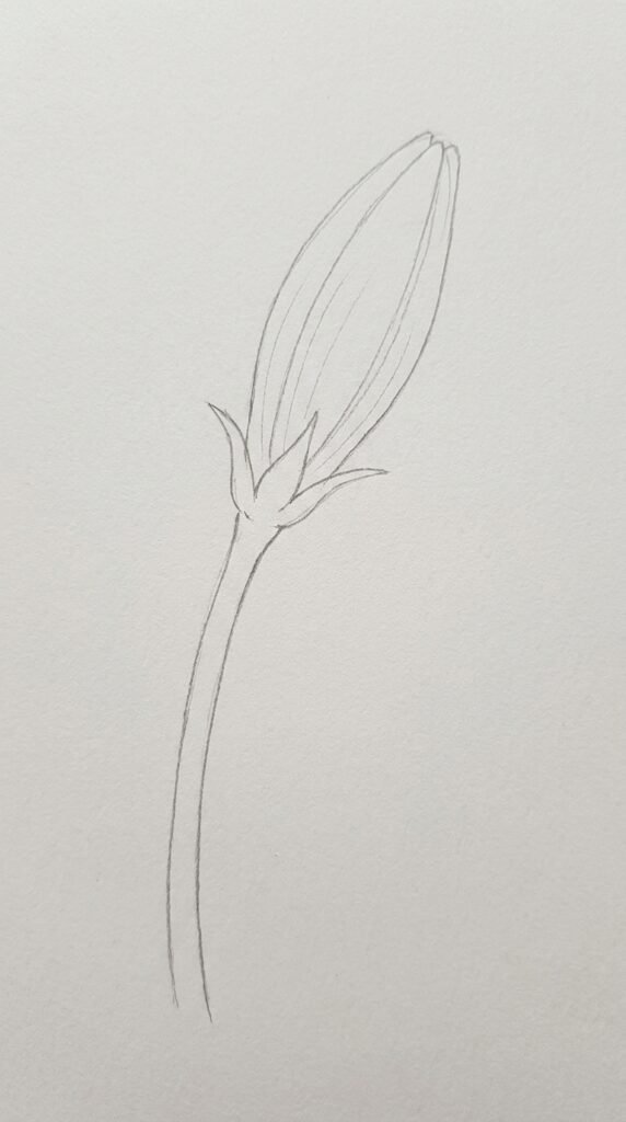 Lily bud on a long curved stem with narrow leaves, simple pencil outline drawing.