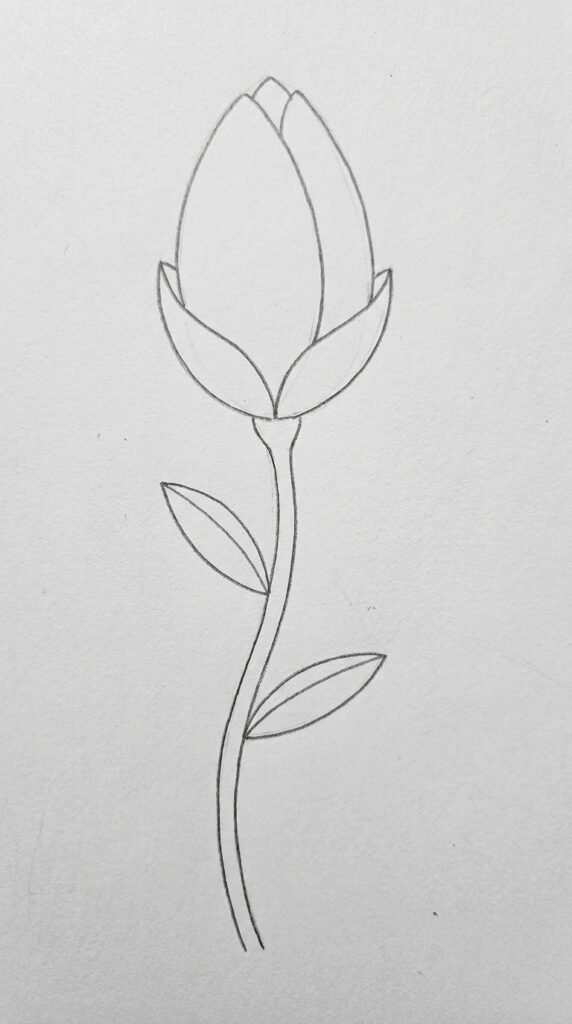 Lotus bud pencil drawing with overlapping petals and a stem with leaves on white paper.
