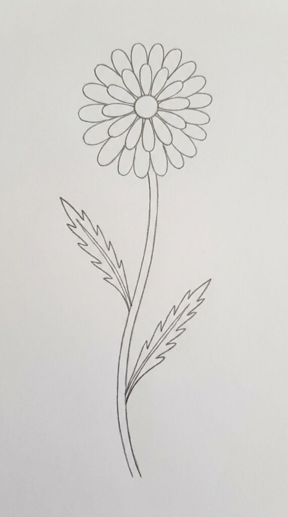 Marigold pencil drawing with full stem, two toothed leaves, and a flower head with layered petals, beginner sketch style.
