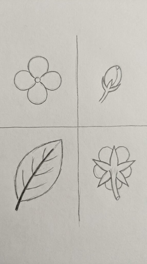 Pencil drawing of a mogra botanical study showing four views including an open flower, a bud, a leaf, and a back view arranged in a simple grid on white paper.