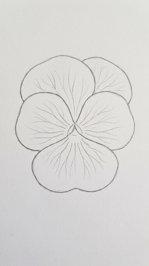Simple pencil drawing of a classic single pansy flower with five rounded petals and center markings on white paper.