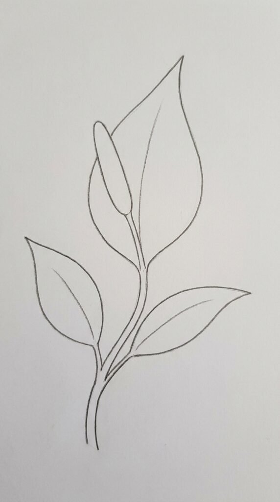 : Peace lily pencil drawing showing a single white spathe with a central spadix and large oval leaves.