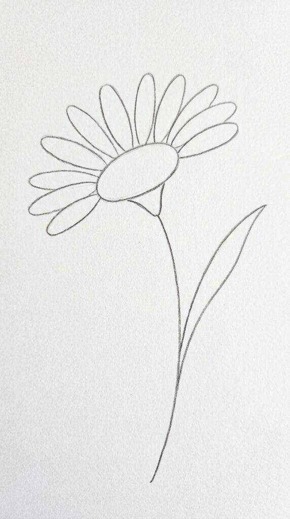 Simple pencil drawing of a daisy flower seen from the side profile view with petals fanning outward and a visible calyx, on white paper