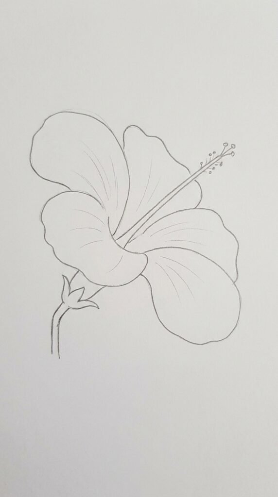 Hibiscus flower bud pencil drawing with a closed oval shape and pointed sepals surrounding the base.