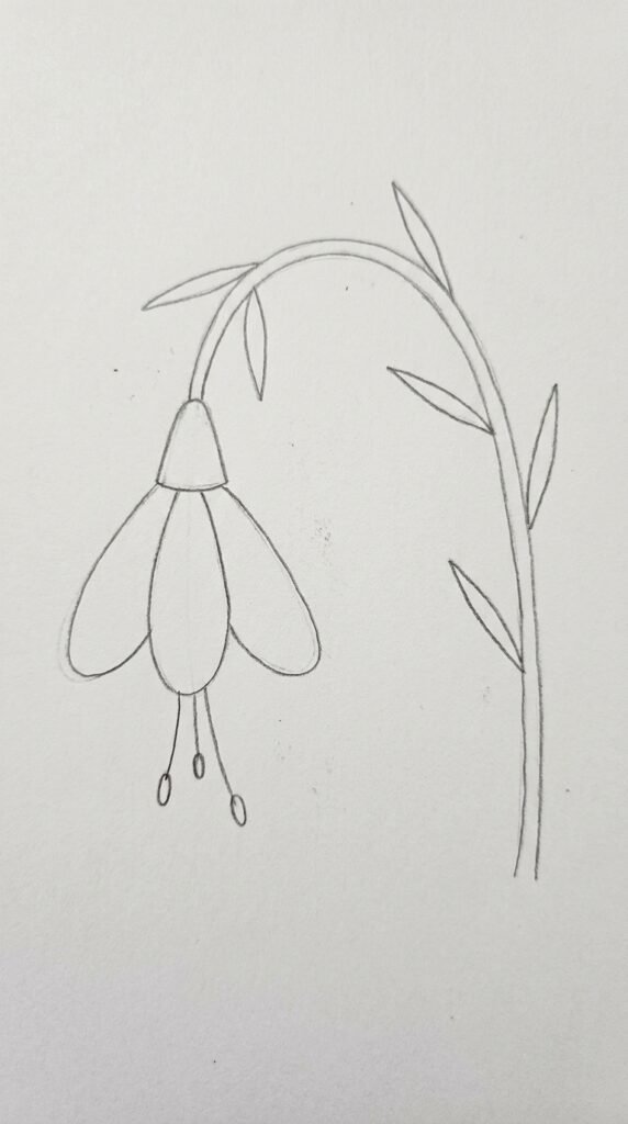 : Side view lily drawing with drooping flower head on a curved stem and narrow leaves.