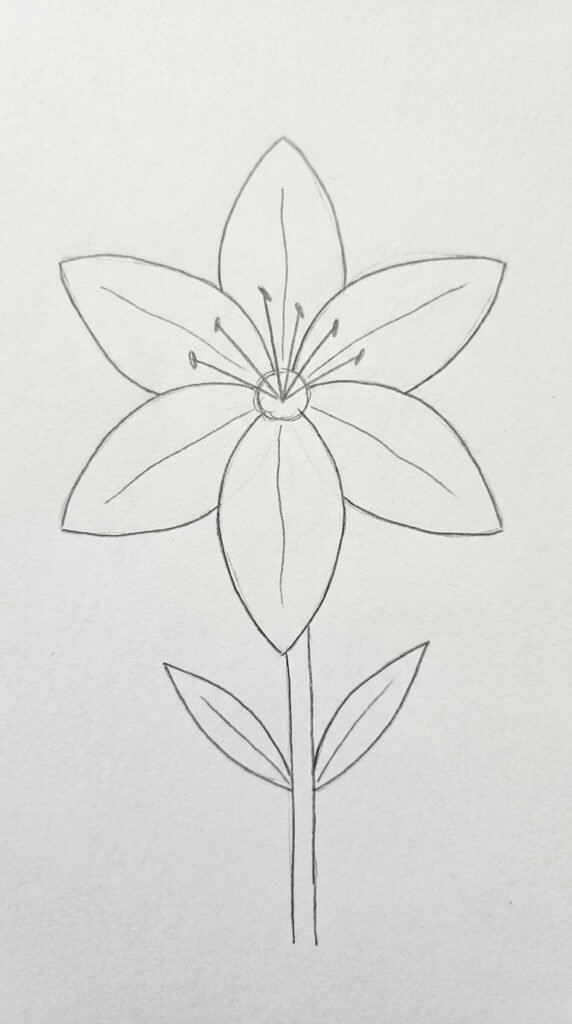 Simple open lily bloom pencil drawing with six petals and stamens on white paper.