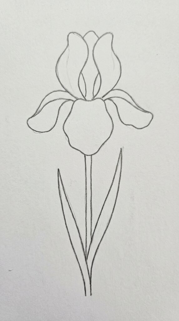 Simple single iris flower drawing for beginners with basic petal shapes and a straight stem on white paper.