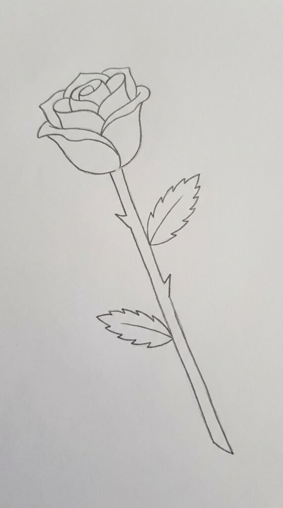 Single stem rose pencil drawing with thorns and leaves, classic beginner rose sketch.