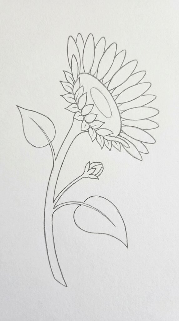  Pencil sketch of a sunflower viewed from the side profile angle with curved stem, angled seed head, and elongated petals.