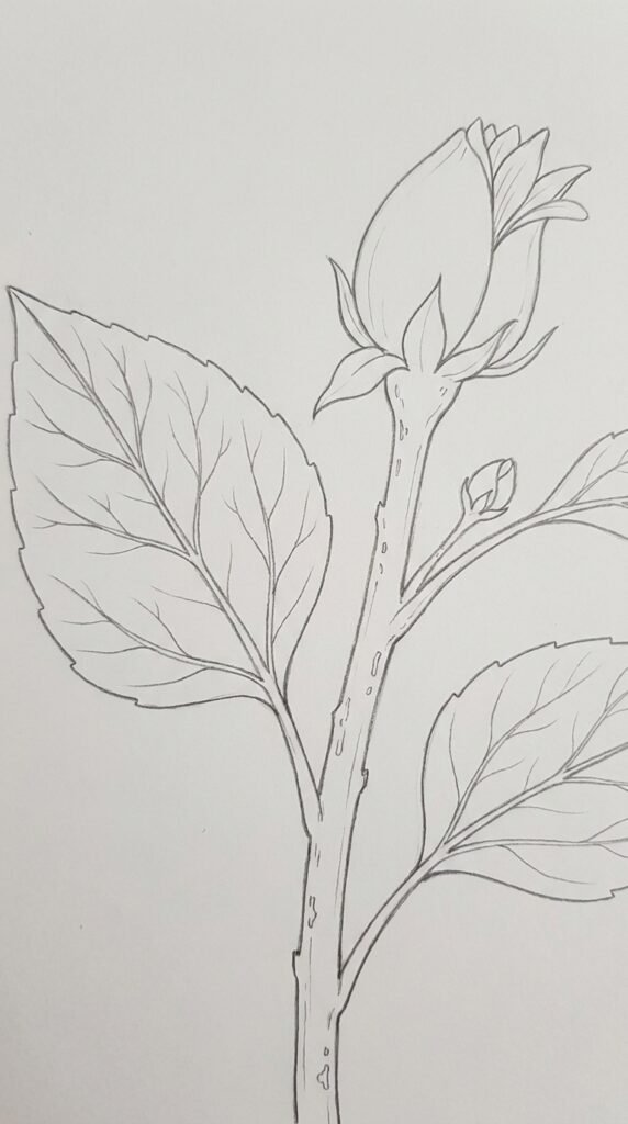 Pencil botanical close-up sketch of a sunflower stem with detailed leaves, veins, and a partially opened bud on white paper.