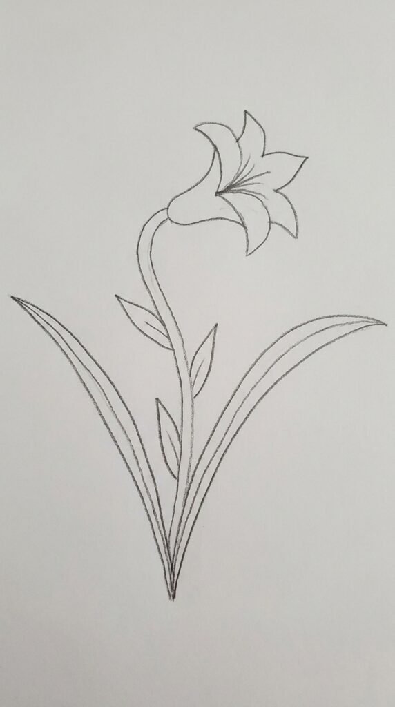 Three lily blooms on one branching stem, pencil drawing showing two open flowers and one bud.
