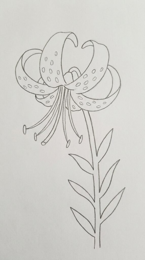 Tiger lily pencil drawing with reflexed spotted petals and long drooping stamens.