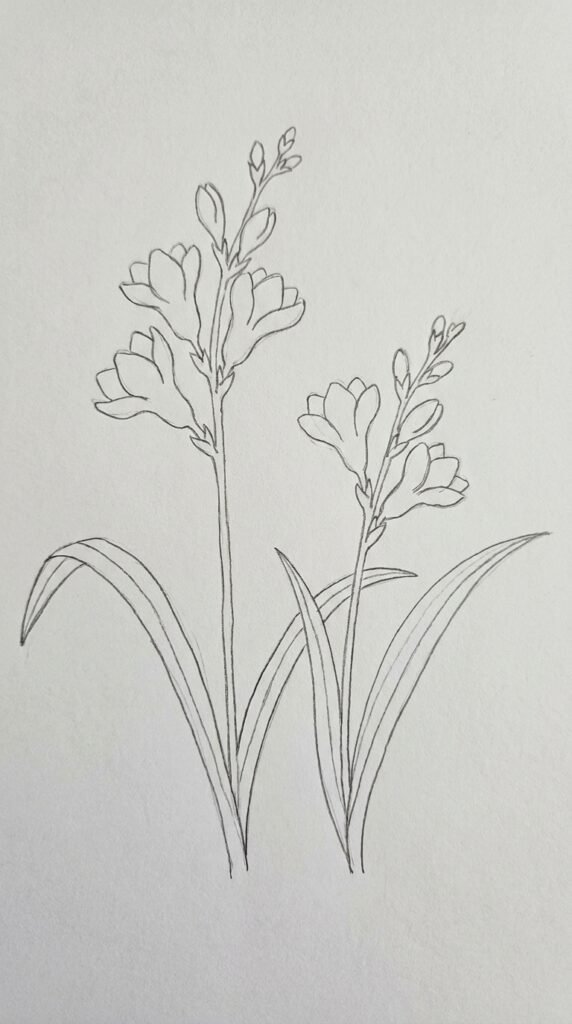 Pencil sketch of two freesia stems crossing each other with flowers and buds on each stem.