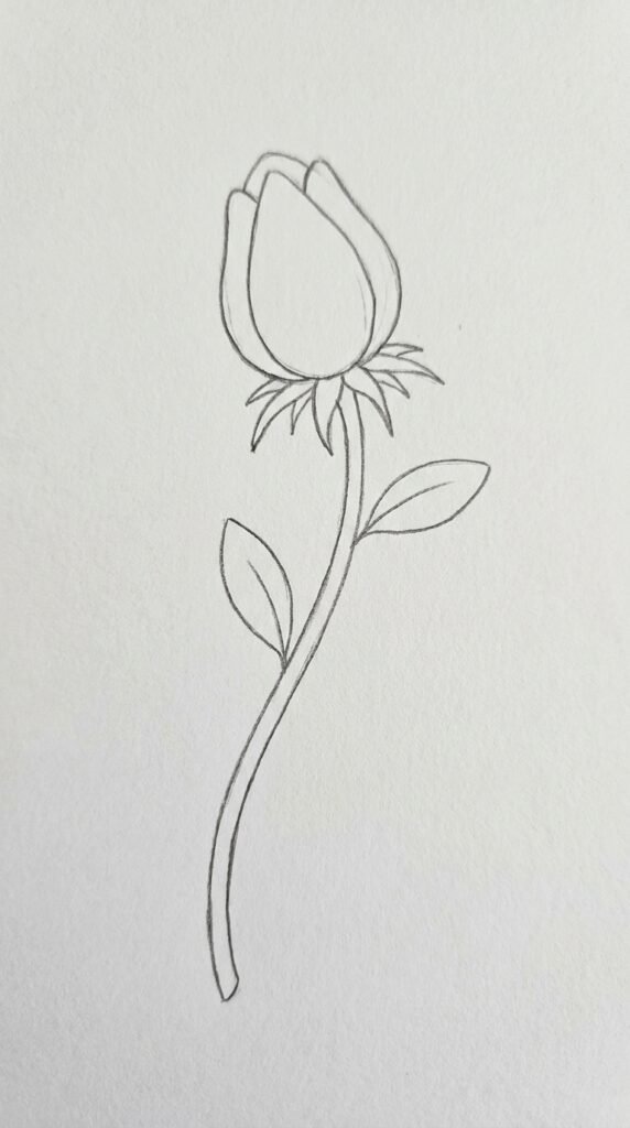 Anemone Bud Drawing