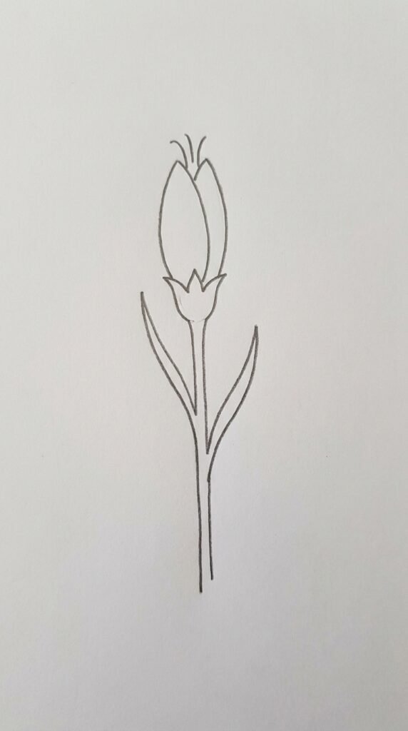 12 Carnation Flower Drawing Ideas for Beginners 4 Carnation Bud Drawing