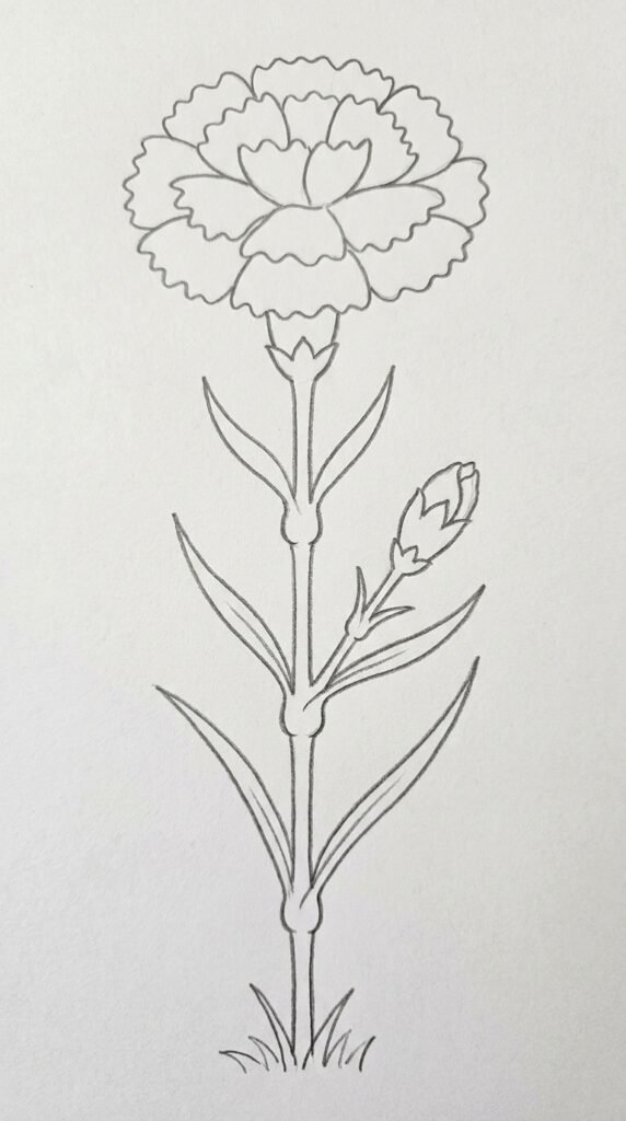 12 Carnation Flower Drawing Ideas for Beginners 7 Carnation with Leaves and Stem Full Plant Drawing