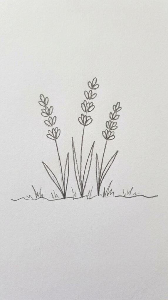 Lavender Growing from the Ground
