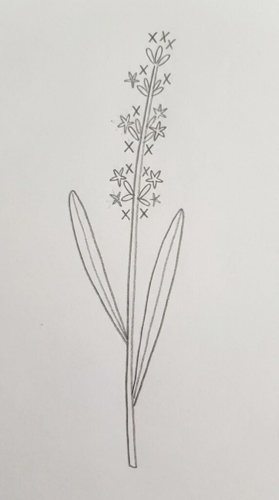 Lavender Sprig with Detailed Florets