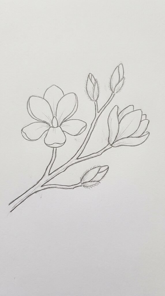 Magnolia Branch With Two Blooms Drawing