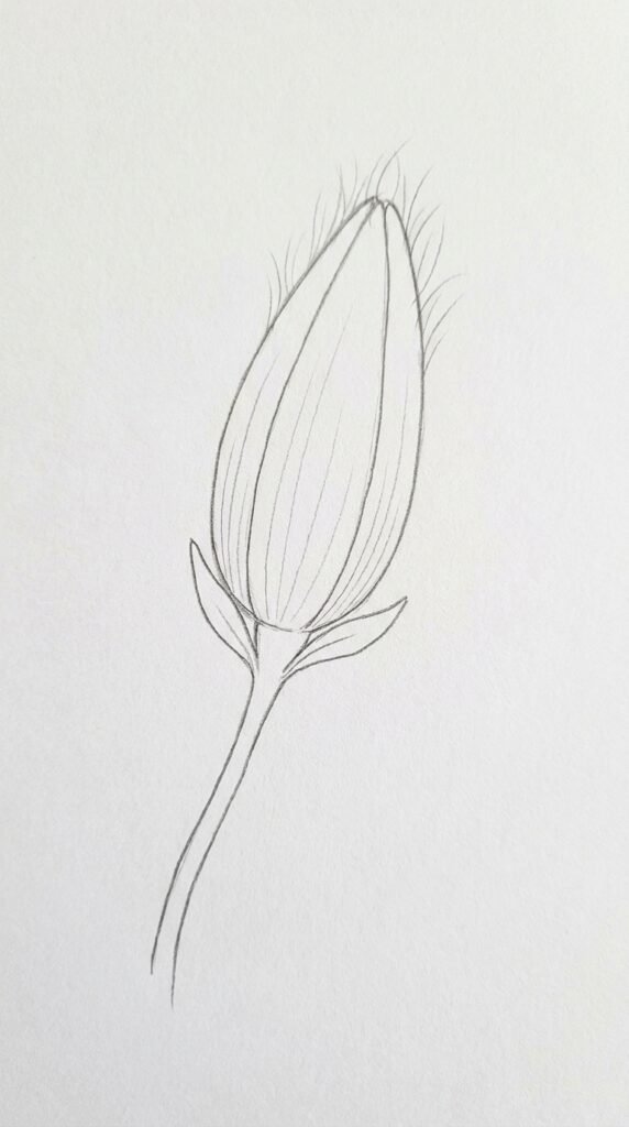 Magnolia Bud Drawing