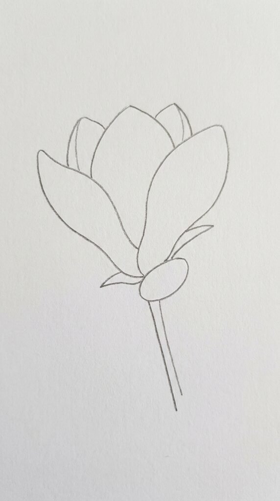 Magnolia Flower in Side View Drawing