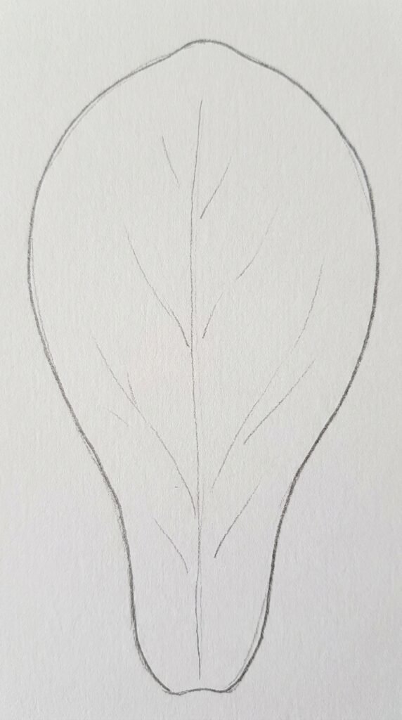 Magnolia Petal Close Up Drawing
