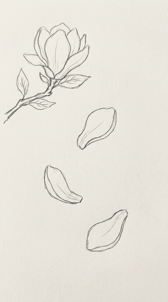 Magnolia With Falling Petals Drawing