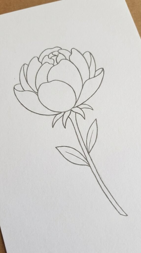 Peony Flower Side View Drawing