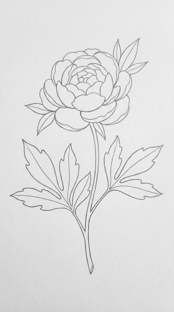 Peony With Leaves Drawing