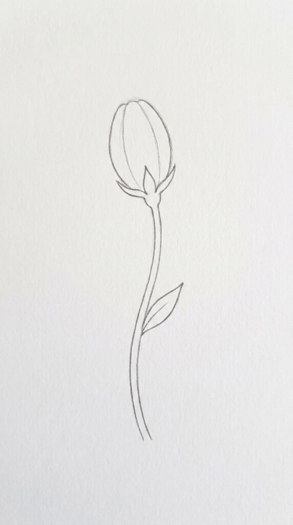 Poppy Flower Bud