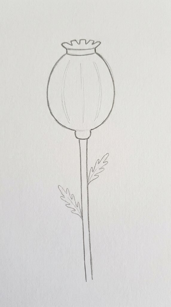 Poppy With Seed Pod