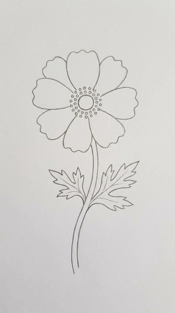 Realistic Style Anemone Outline Drawing
