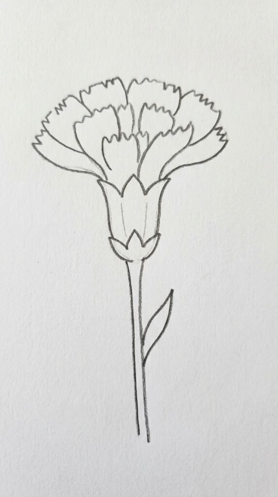12 Carnation Flower Drawing Ideas for Beginners 3 Side View Carnation Sketch