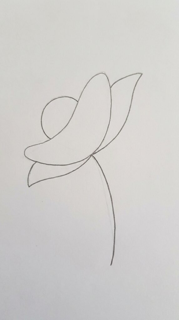 Side View Poppy Flower