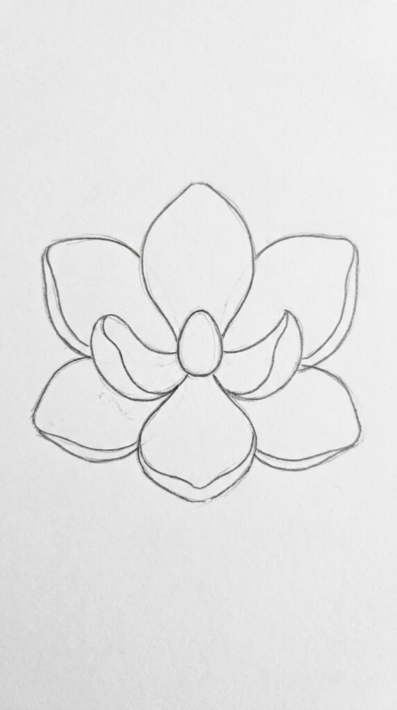Simple Single Magnolia Bloom Drawing