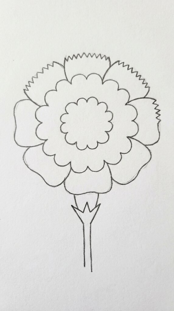 12 Carnation Flower Drawing Ideas for Beginners 2 Single Carnation Bloom in Full View