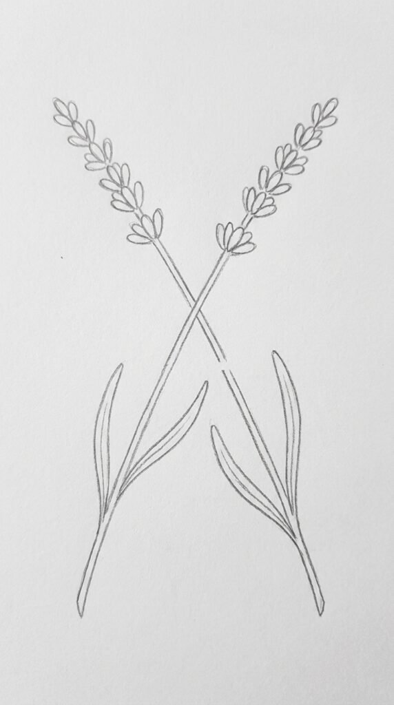 Two Crossing Lavender Stems